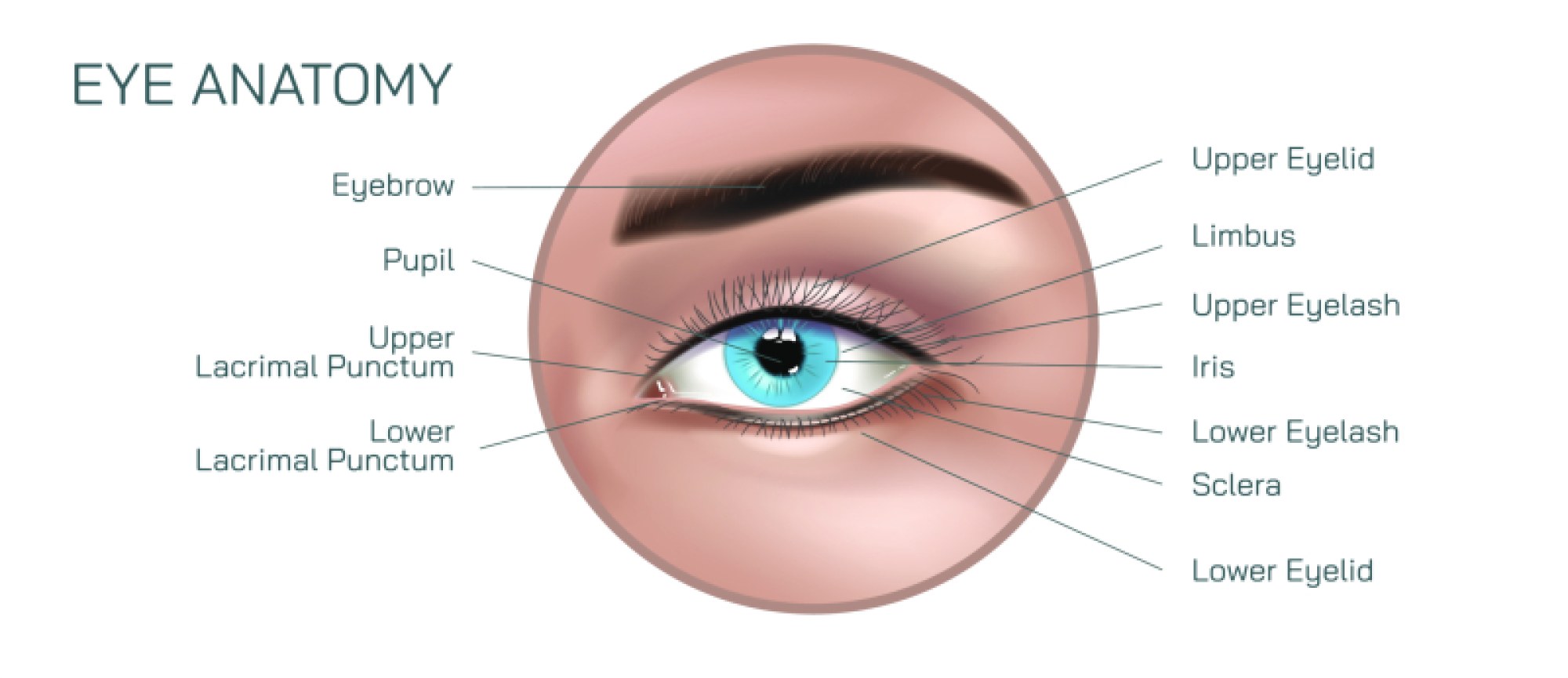 Human Eye Anatomy Illustration: Detailed Structure of Eye and Its Functional Parts
