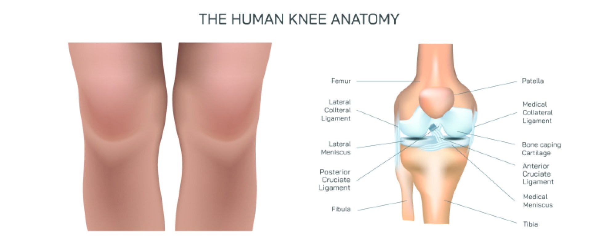 Human Knee Anatomy Illustration: Bones, Ligaments, and Joint Structure Explained
