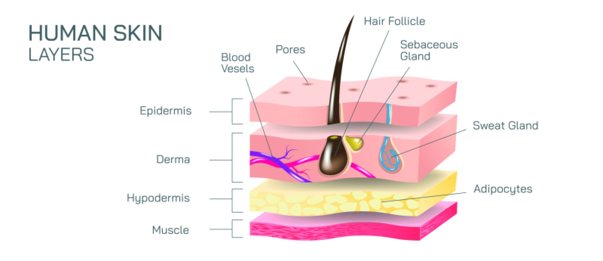 Human Skin Layers Illustration: Epidermis, Dermis, and Hypodermis Structure Explained
