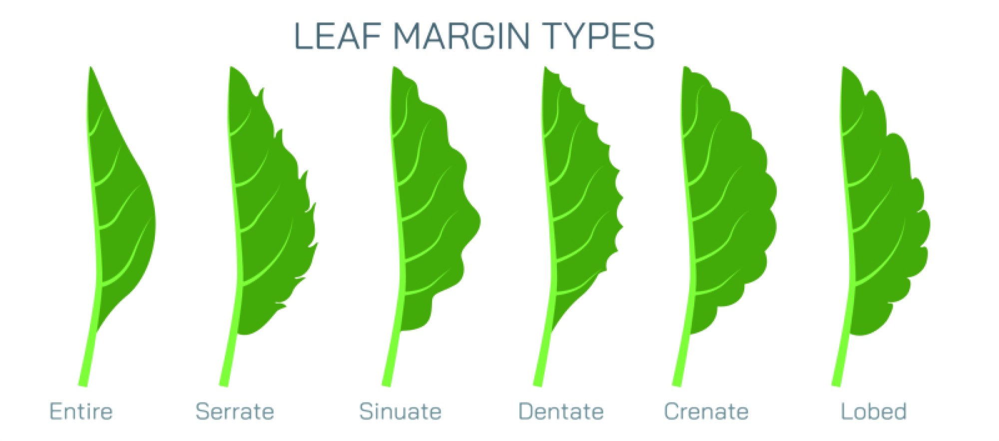 Leaf Margin Types Illustration: Different Edge Shapes and Patterns Explained