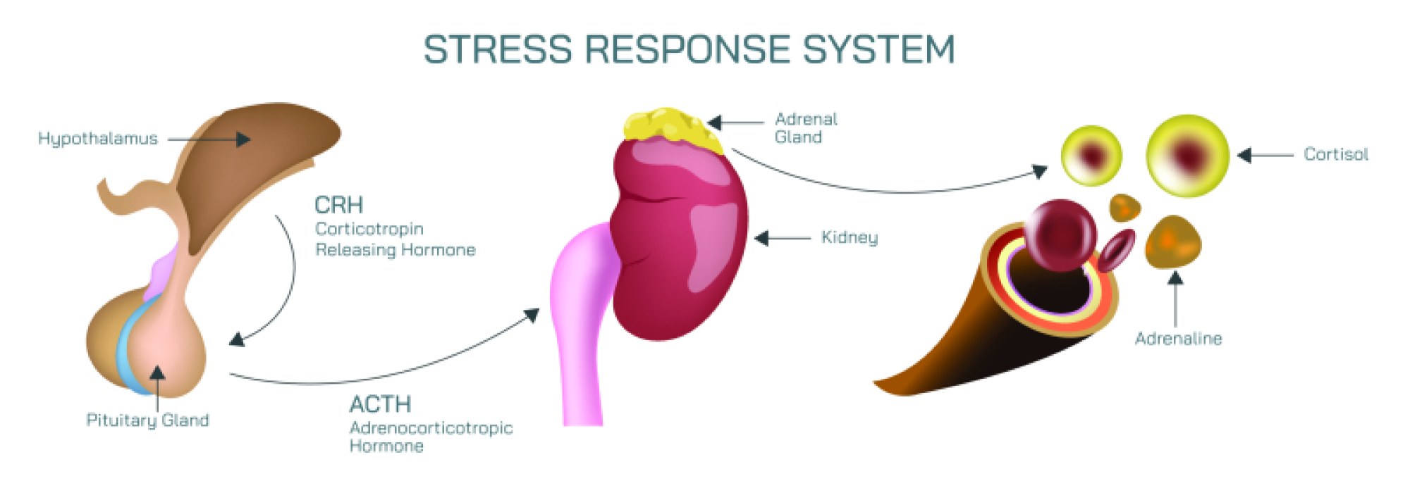 Stress Response System: Understanding Body Reactions to Stress and Hormonal Regulation