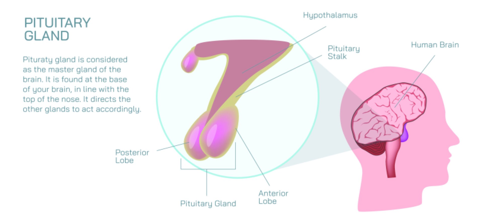 Pituitary Gland - Master Endocrine Organ Controlling Hormones and Body Functions