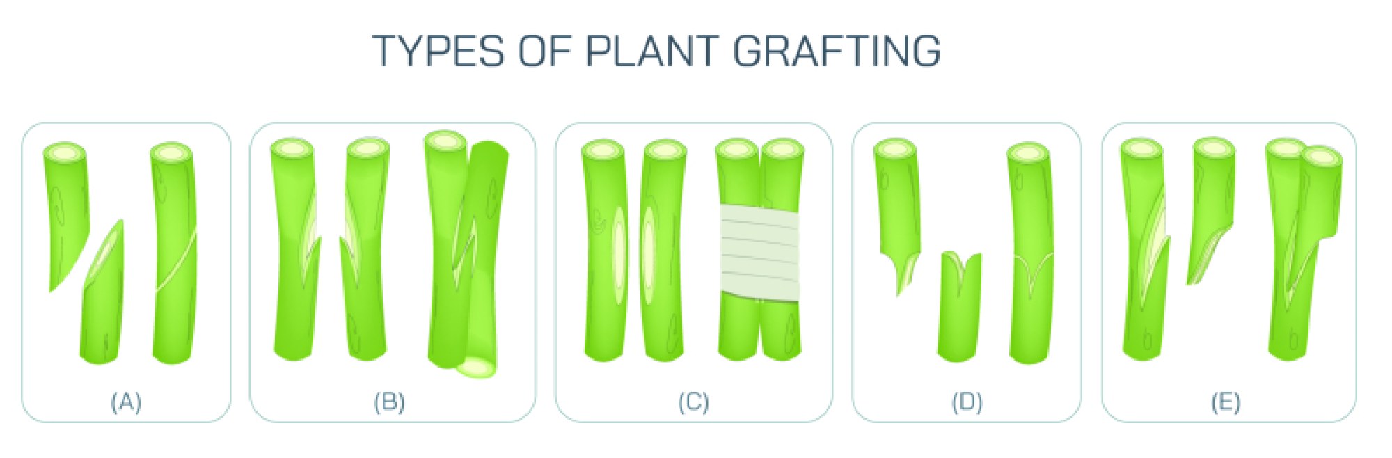 Plant Grafting Types - Budding, Approach, Splice, and Cleft Grafting Techniques Explained