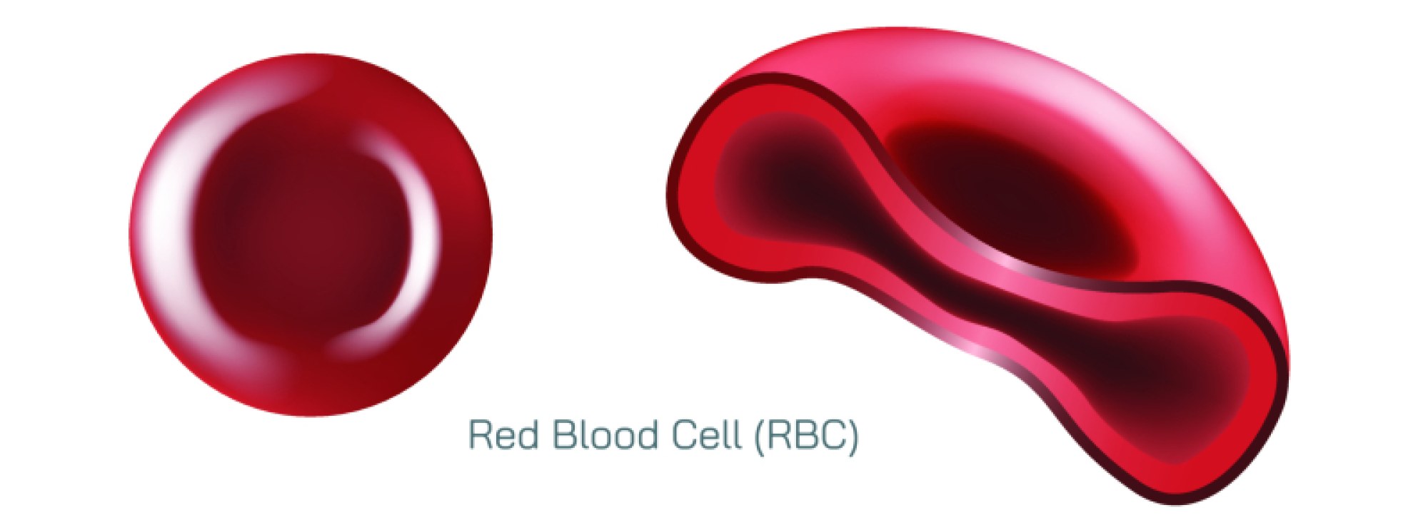 Red Blood Cell Vector - Structure, Function, and Oxygen Transport in the Human Body
