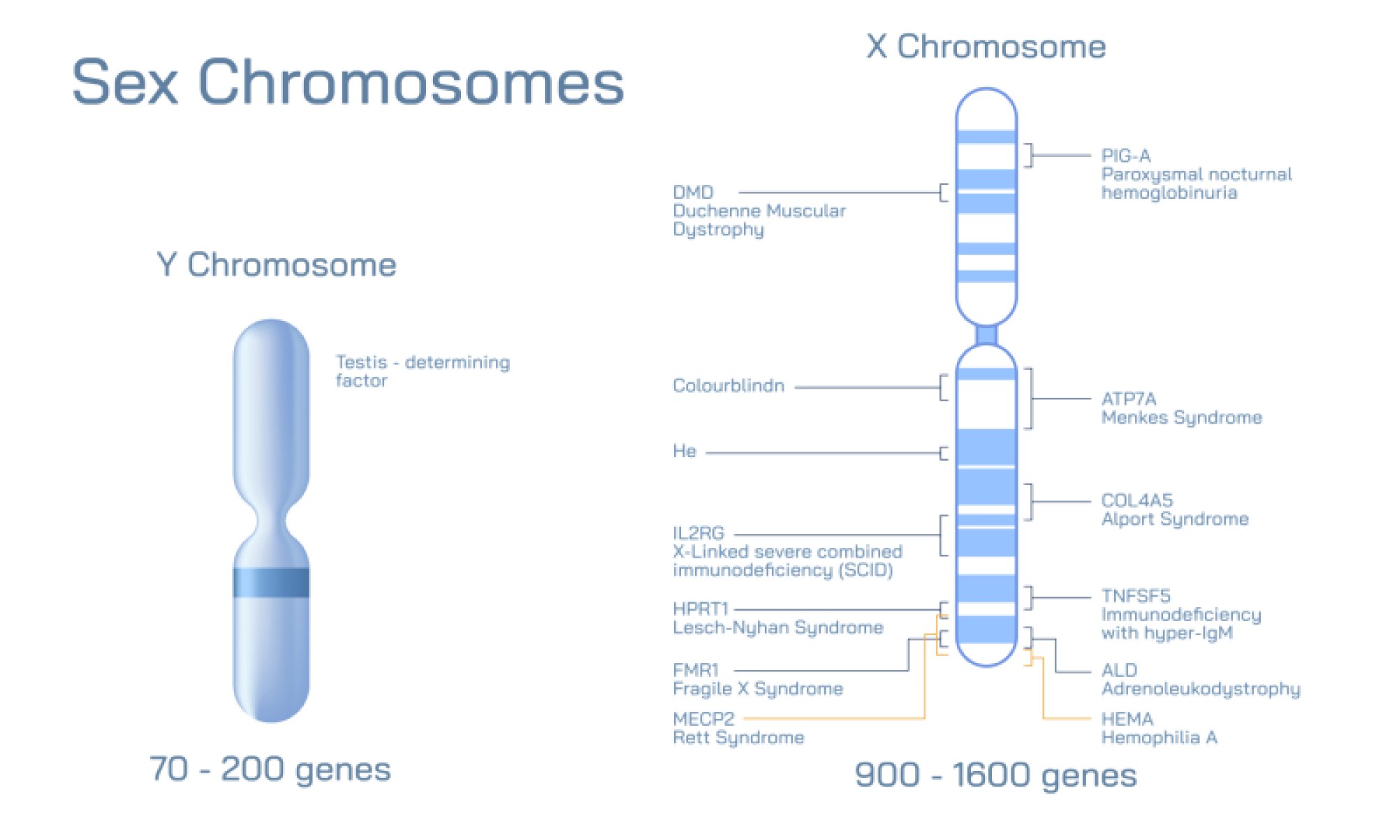 Sex Chromosomes - X and Y Chromosome Structure and Role in Human Gender Determination