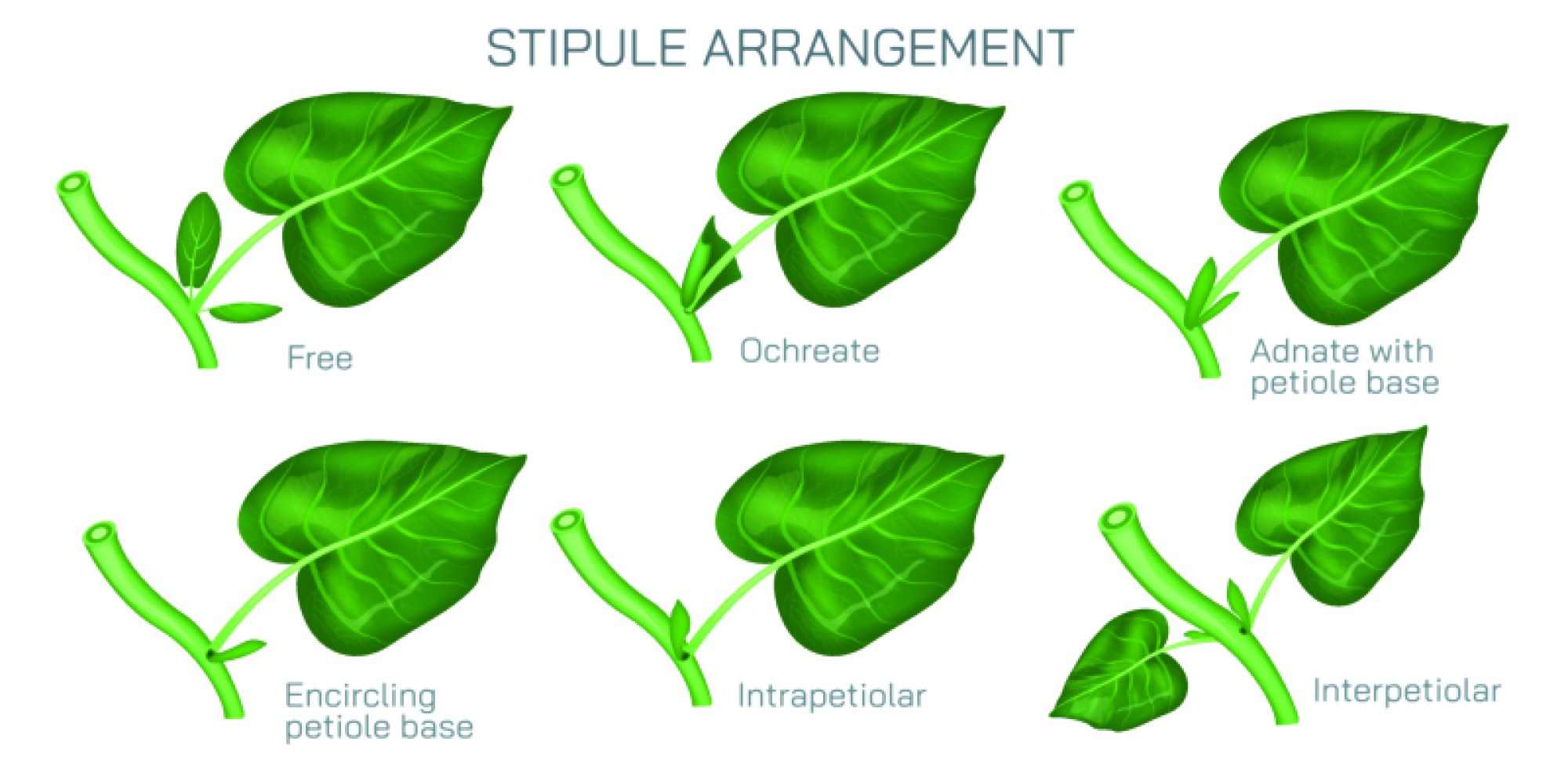 Types of Stipule Arrangement in Plants — Structure, Function, and Classification