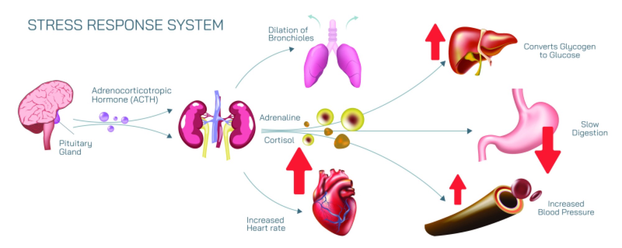 Stress Response System — Human Body Reaction to Physical and Emotional Stressors