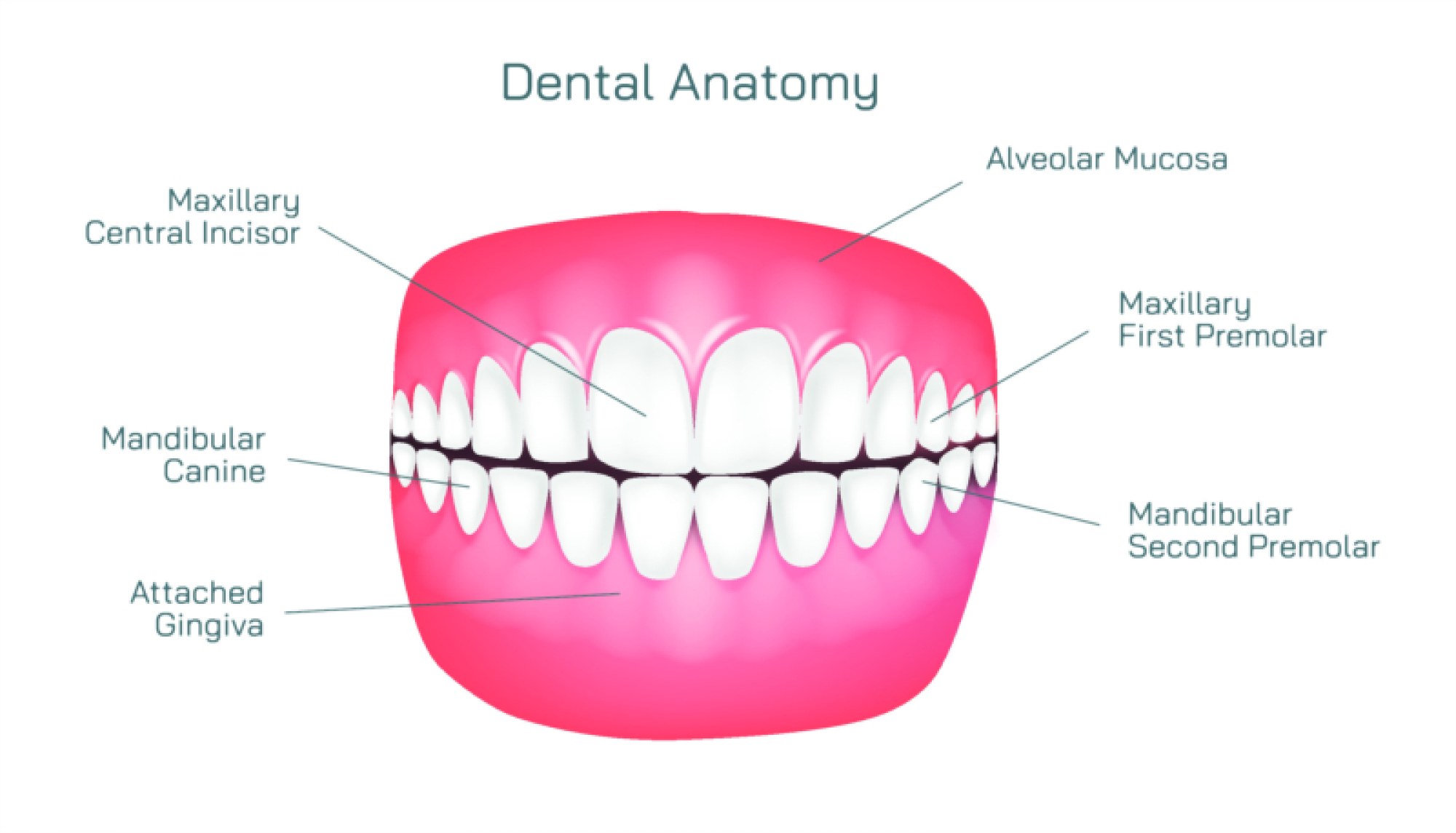 Human Dental Anatomy with Teeth Types — Incisors, Canines, Premolars, and Molars