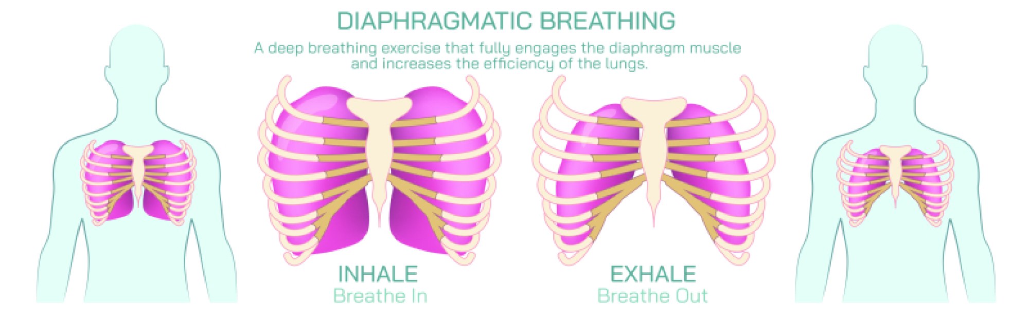 Diaphragmatic Breathing — Deep Breathing Method for Calm, Focus, and Better Wellness
