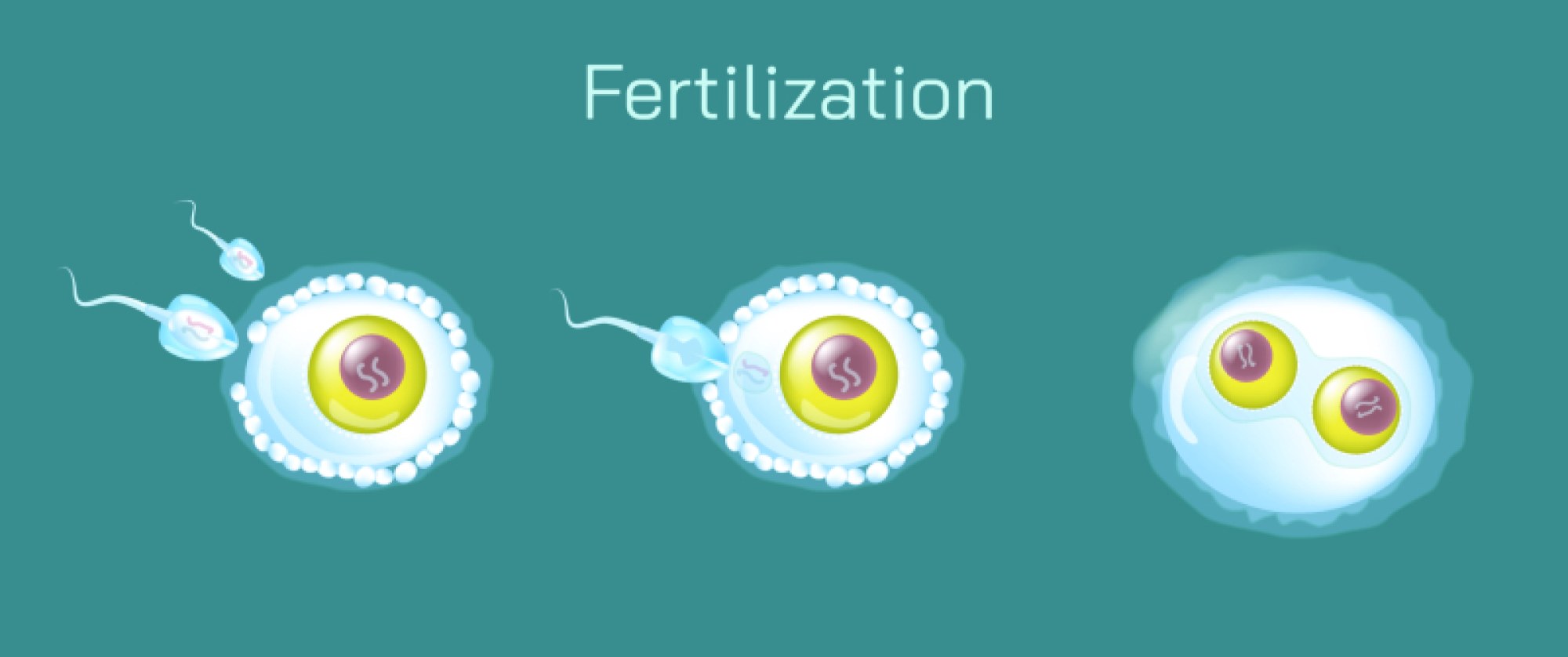 Human Egg Fertilization — Key Steps, Cell Union, and Early Development in the Reproductive System