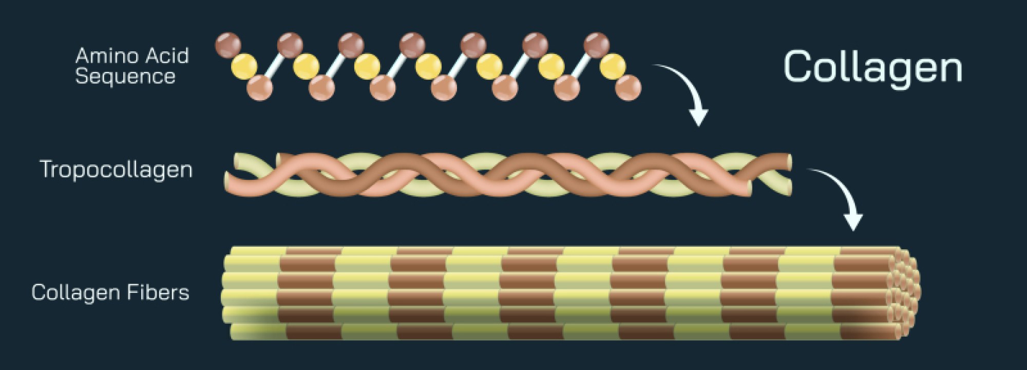 Collagen Formation Process with Structural Roles, Cellular Support, and Tissue Strength Development Explained