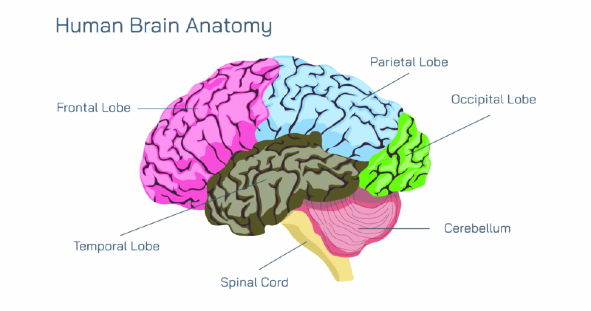 Human Brain Anatomy and Key Structural Regions for Physiology Learning