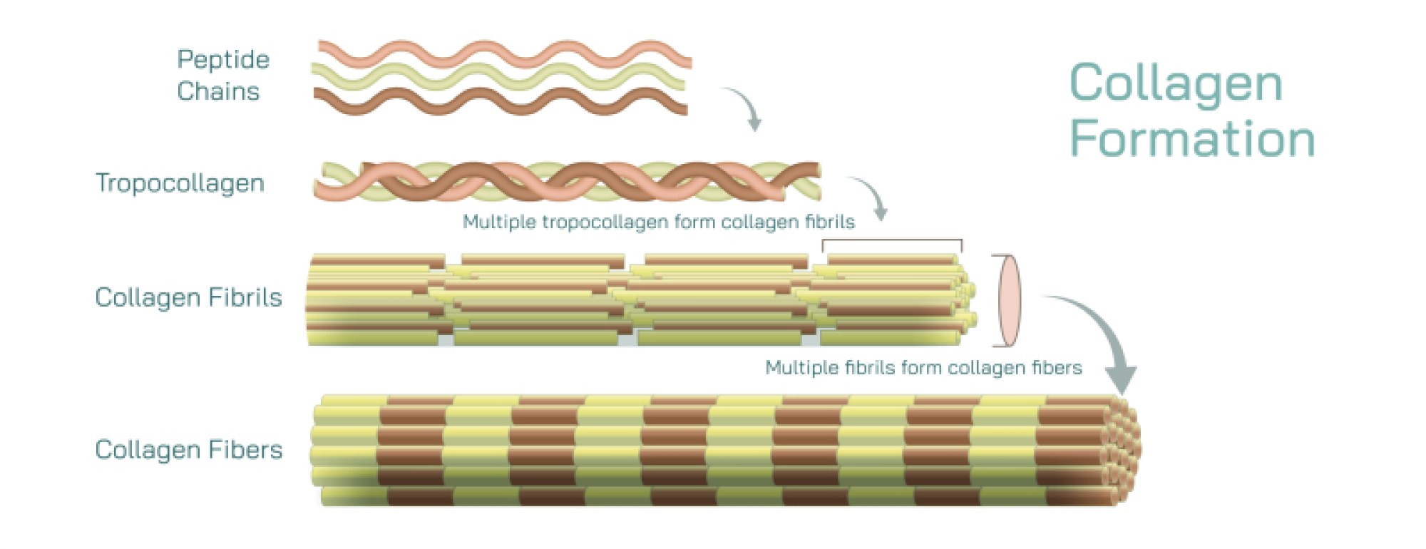 Collagen Formation and Structural Protein Development in Human Tissue Systems
