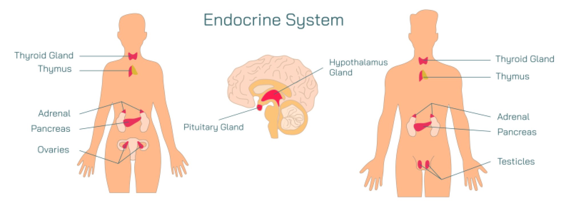 Endocrine System Functions and Hormone Regulation Across Major Body Glands