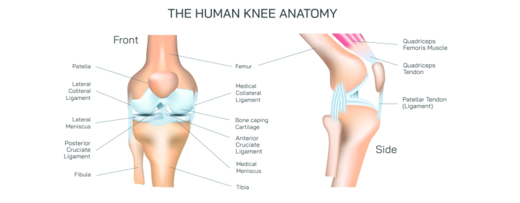 Human Knee Anatomy Structure and Joint Components for Detailed Study
