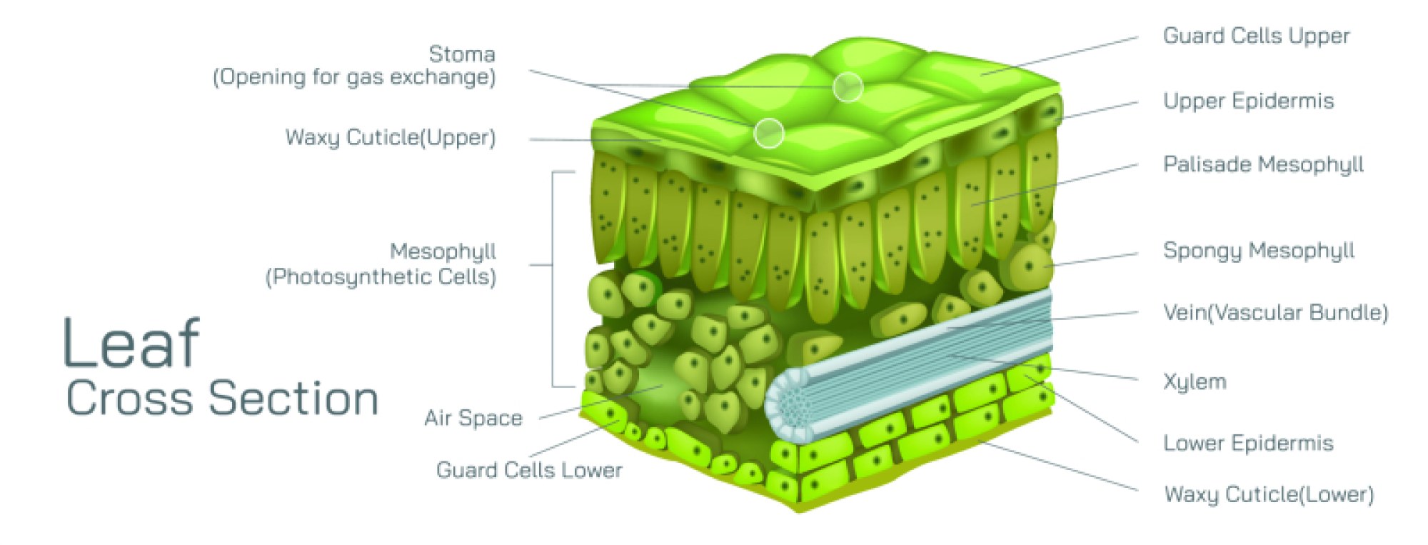 Leaf Cross Section Anatomy Structure and Tissue Layers for Detailed Botanical Study