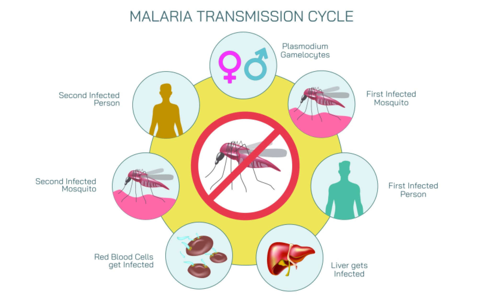 Malaria Transmission Cycle Stages and Parasite Movement Between Mosquito and Human Host