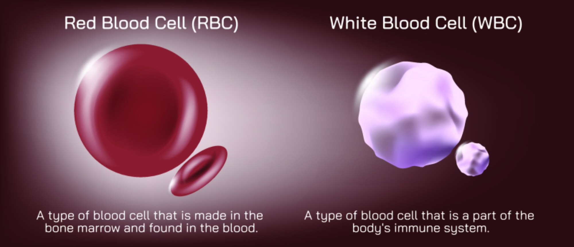 Red Blood Cell and White Blood Cell — Structure, Roles, and Immune Function Overview