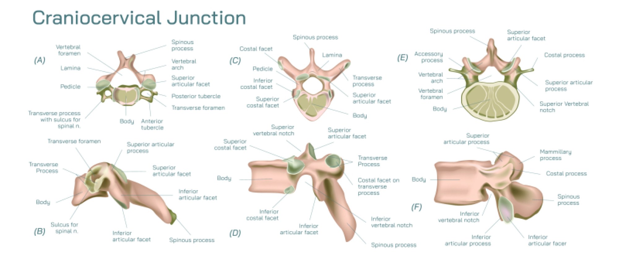 Craniocervical Junction Structure Explained Through Clear Anatomical and Functional Detail