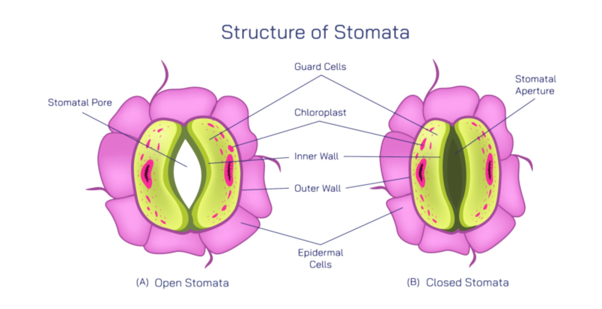 Detailed Structure of Stomata and Functional Opening Mechanisms in Leaf Tissue