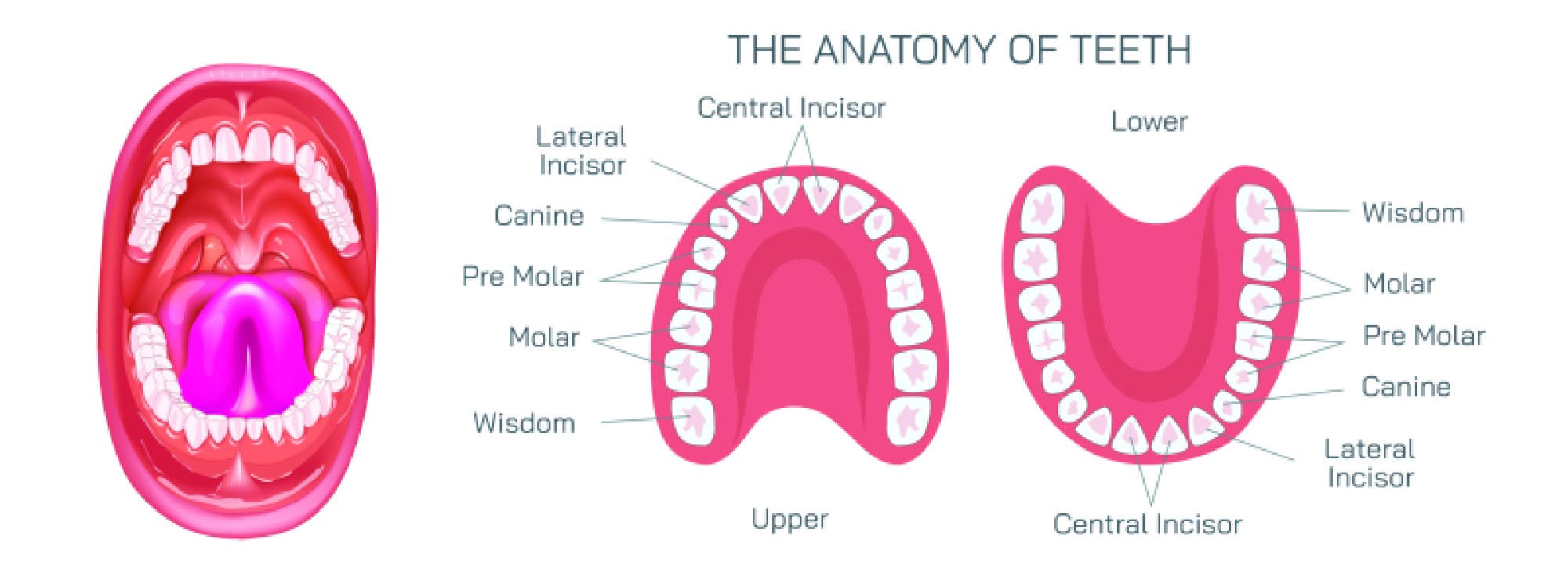 Complete Anatomy of Teeth Explained with Structure, Layers, and Dental Function Overview