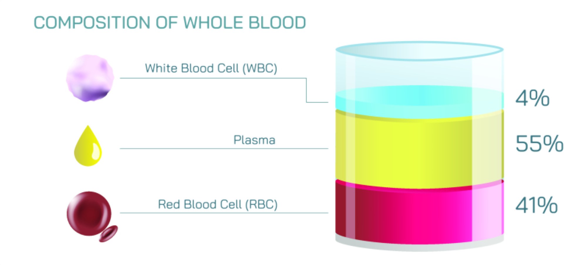 Composition of Whole Blood — Components, Functions, and Importance in Human Body