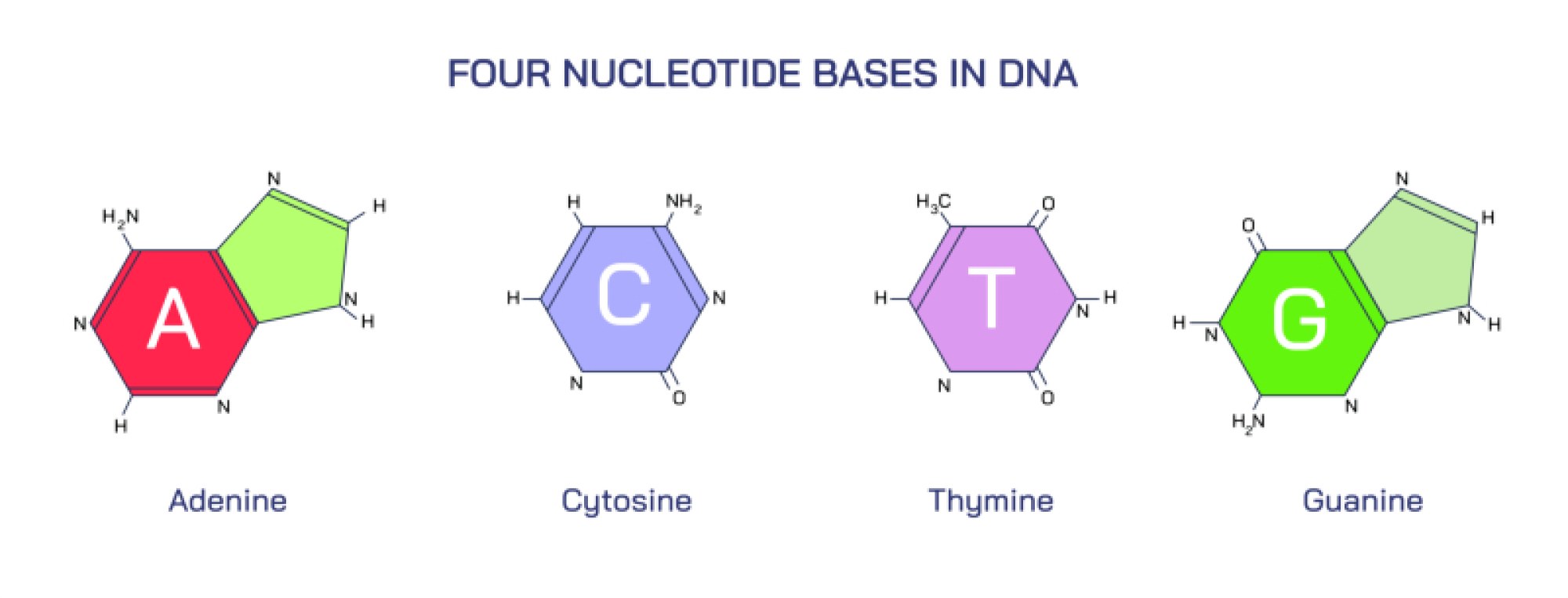 DNA Molecules — Structure, Function, and Importance in Genetics