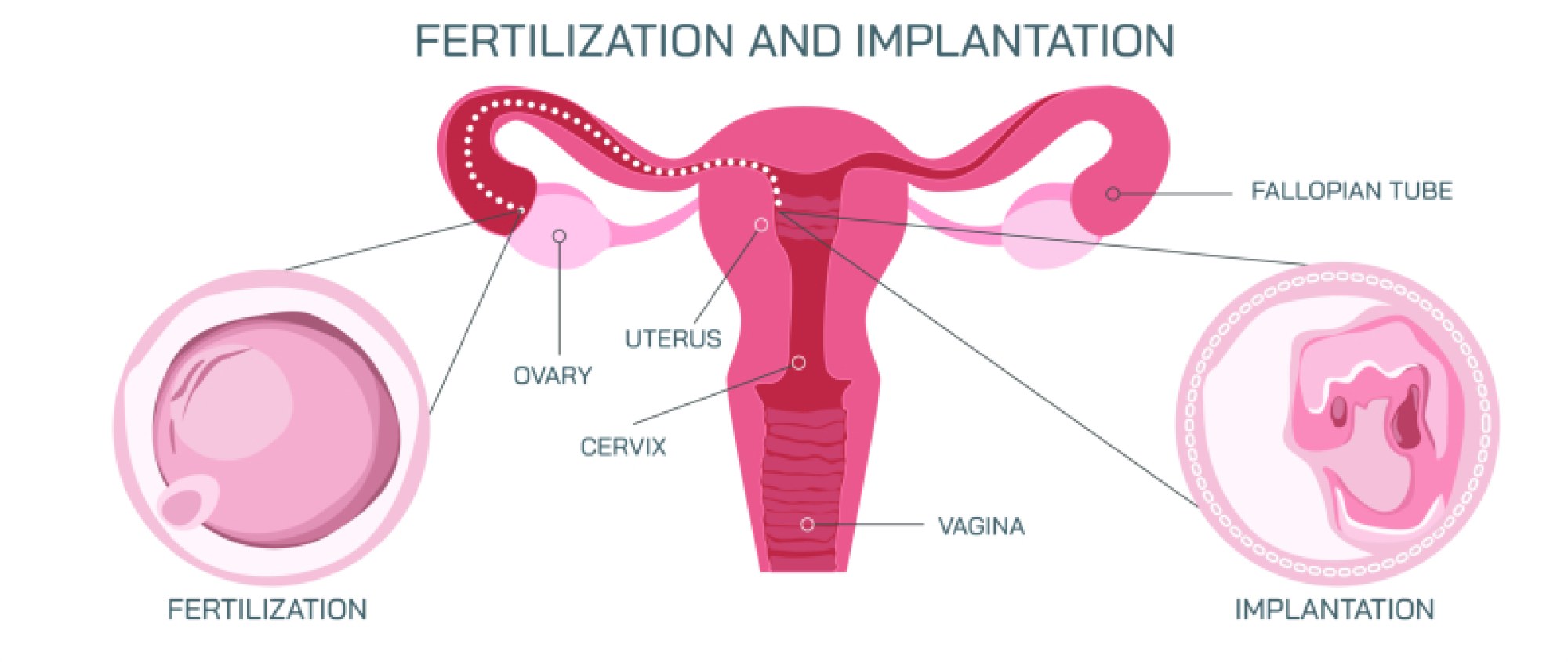 Fertilization and Implantation — Process, Stages, and Early Pregnancy Development