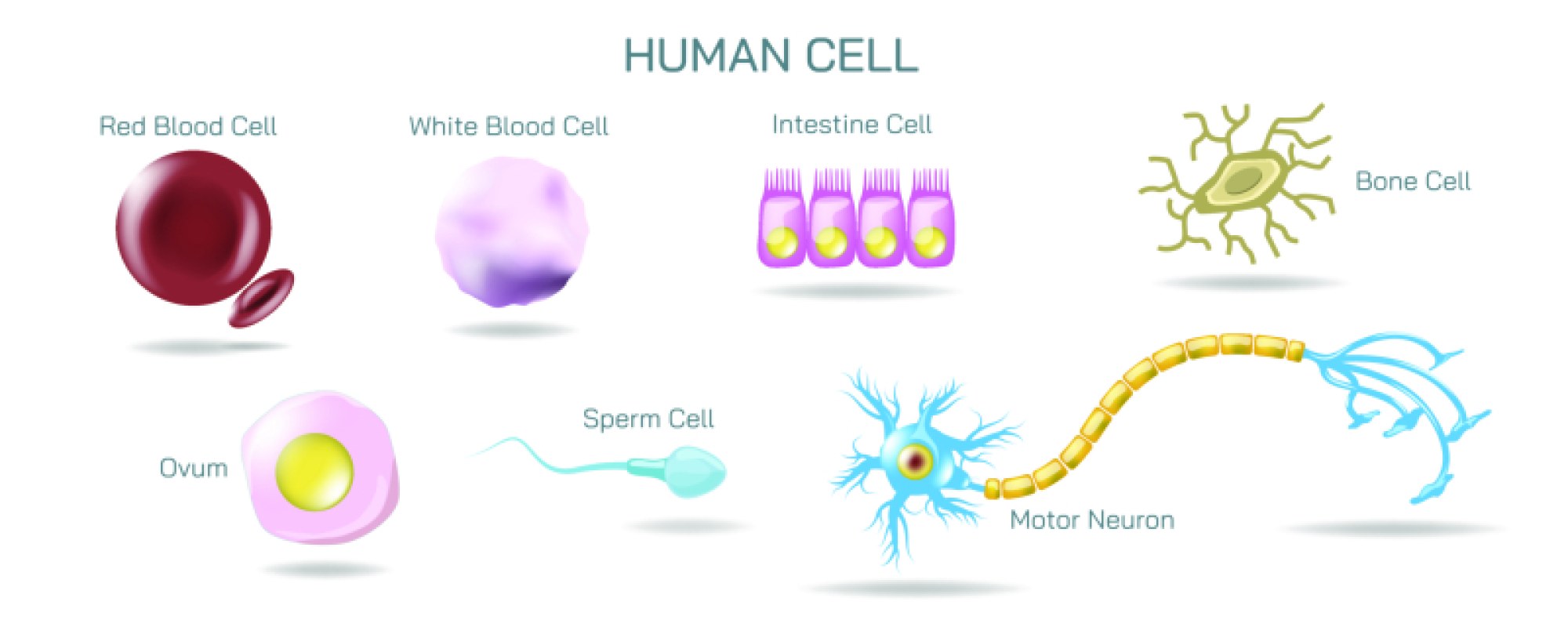 Human Cell — Structure, Organelles, and Functions in the Body