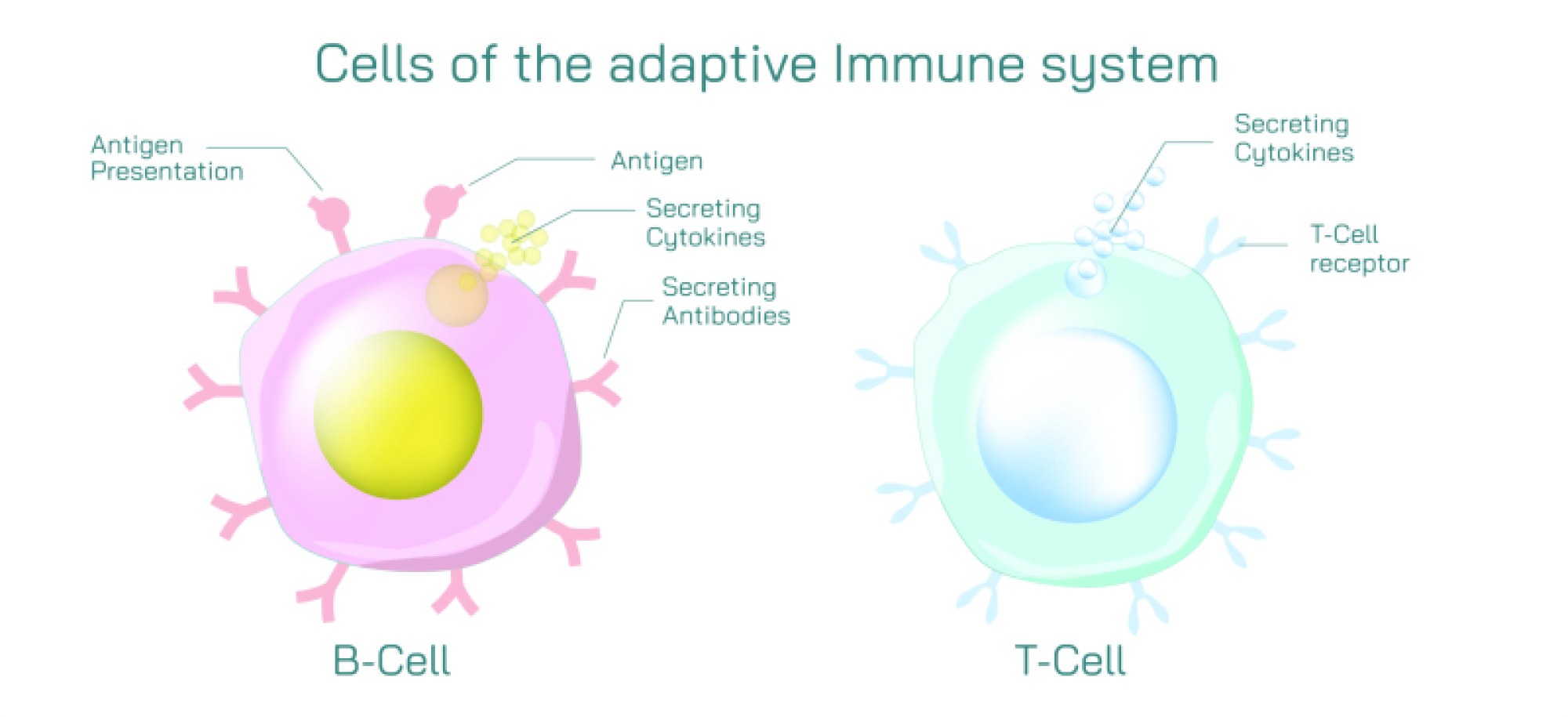 Immune System Cells — Types, Functions, and Role in Human Defense