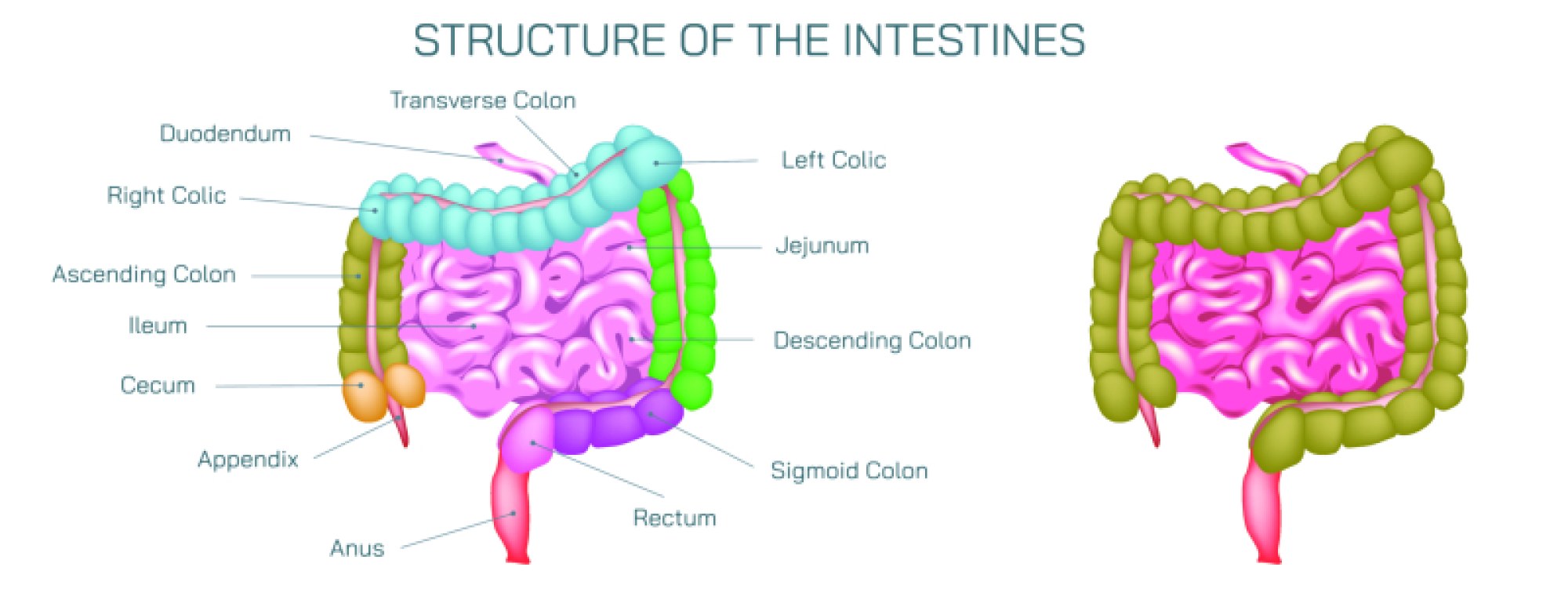 Human Intestines — Structure, Functions, and Digestive Role