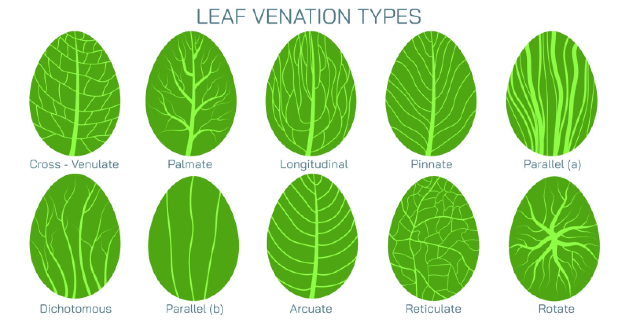 Leaf Venation Types — Patterns, Functions, and Examples in Plants