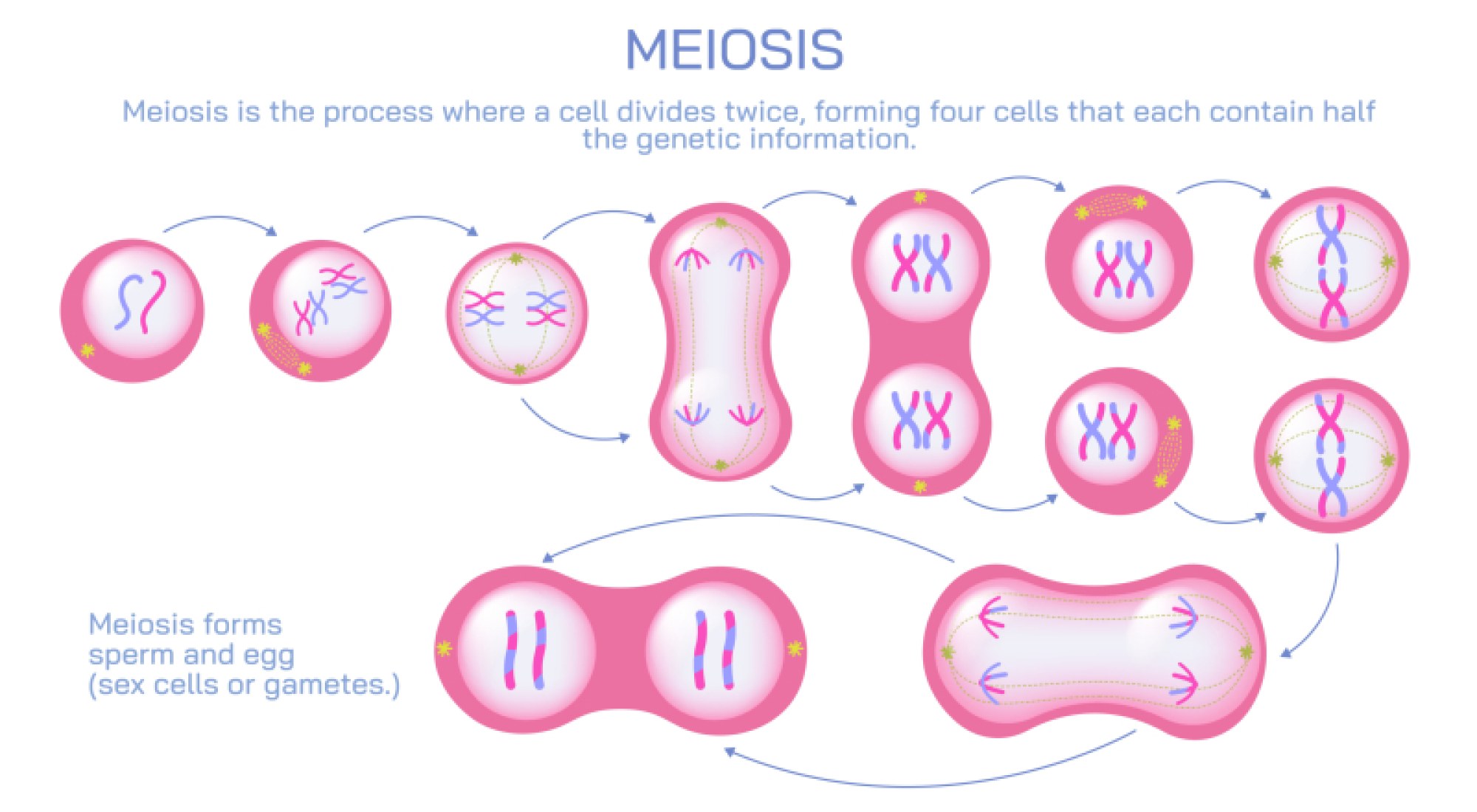 Meiosis — Stages, Process, and Role in Sexual Reproduction