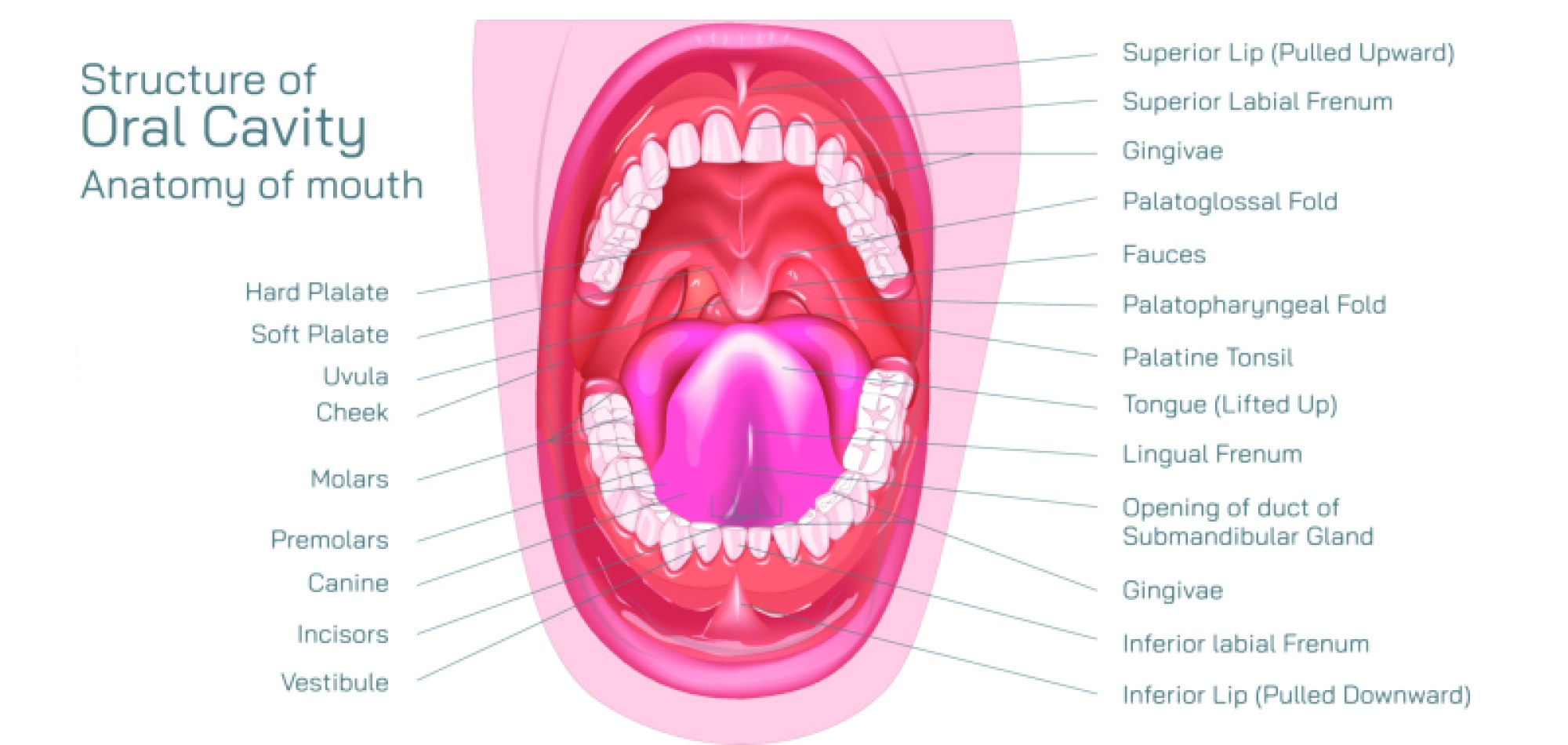 Mouth Anatomy — Structure, Parts, and Functions in the Human Body
