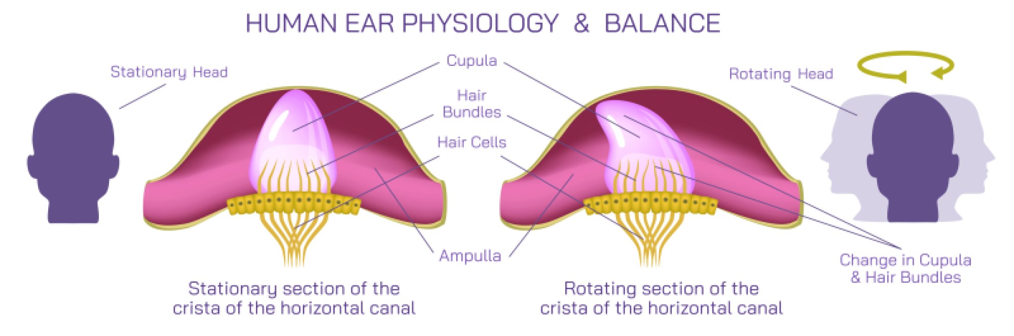 Peripheral Vestibular System — Ampulla, Cupula, and Human Ear Balance Mechanism