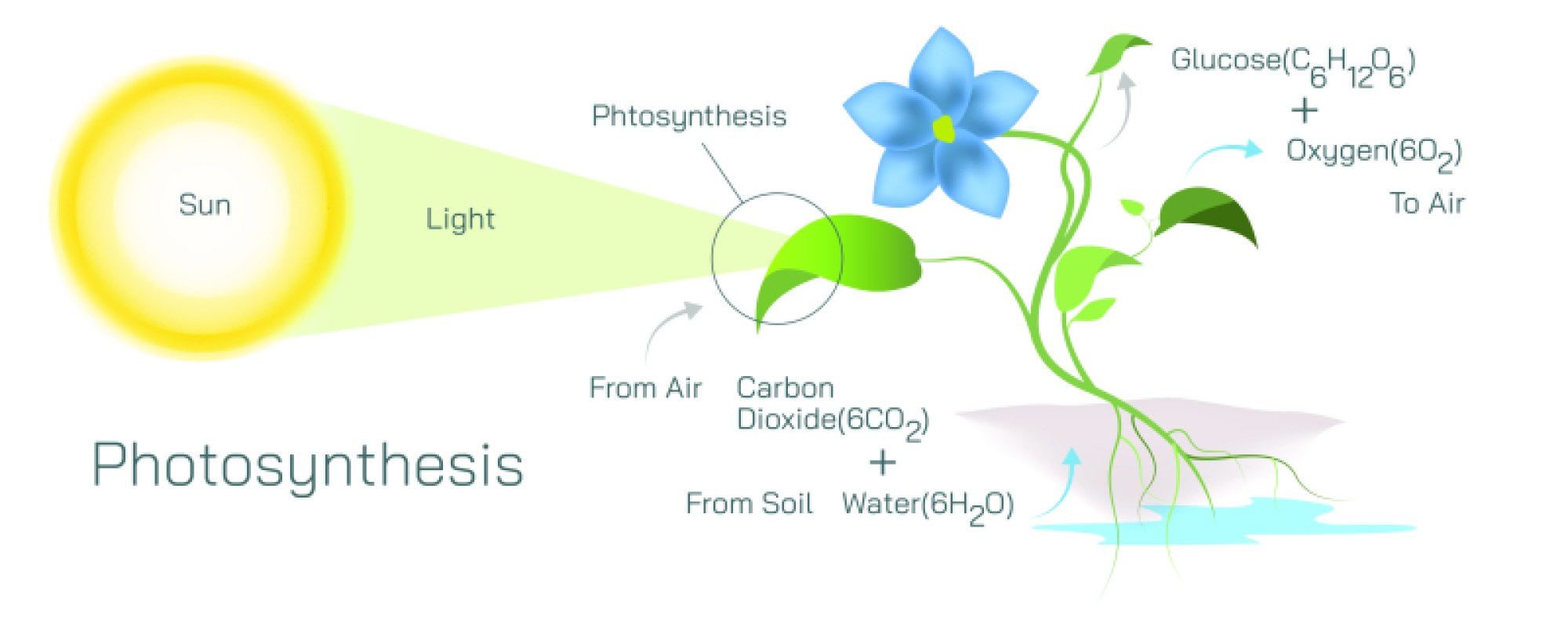 Photosynthesis — Process, Mechanism, and Role in Plant Life