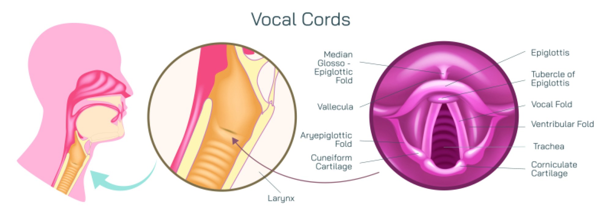 Vocal Cord — Structure, Function, and Role in Human Voice Production