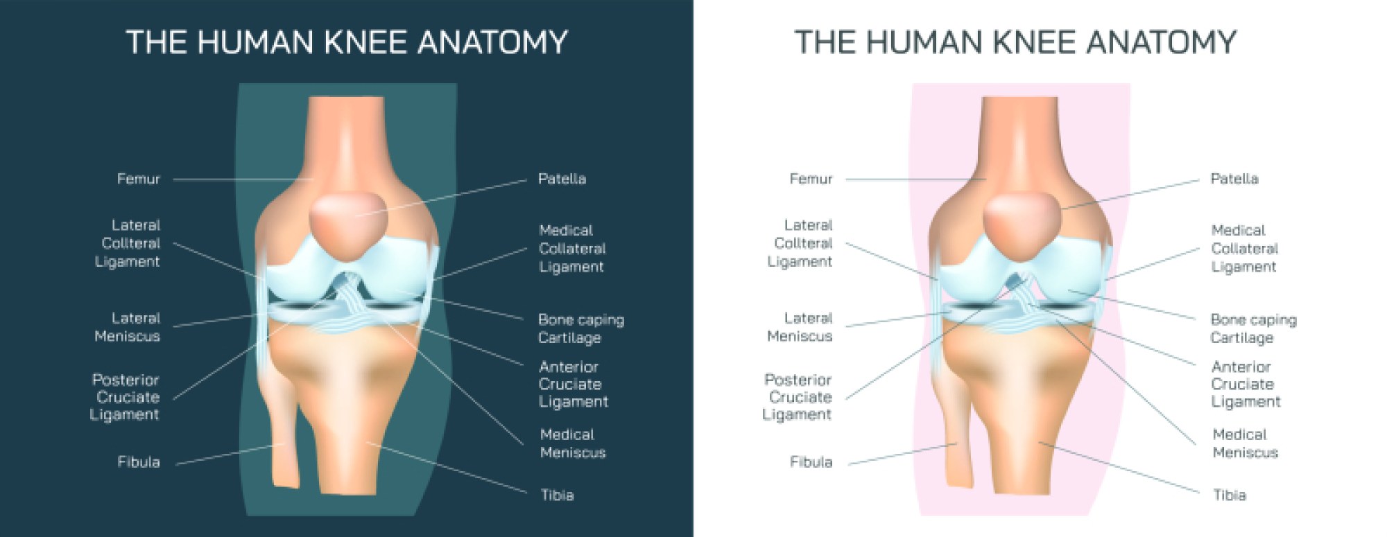 Human Knee Anatomy – Detailed Guide to Bones, Ligaments, Muscles, Cartilage, and Joint Function