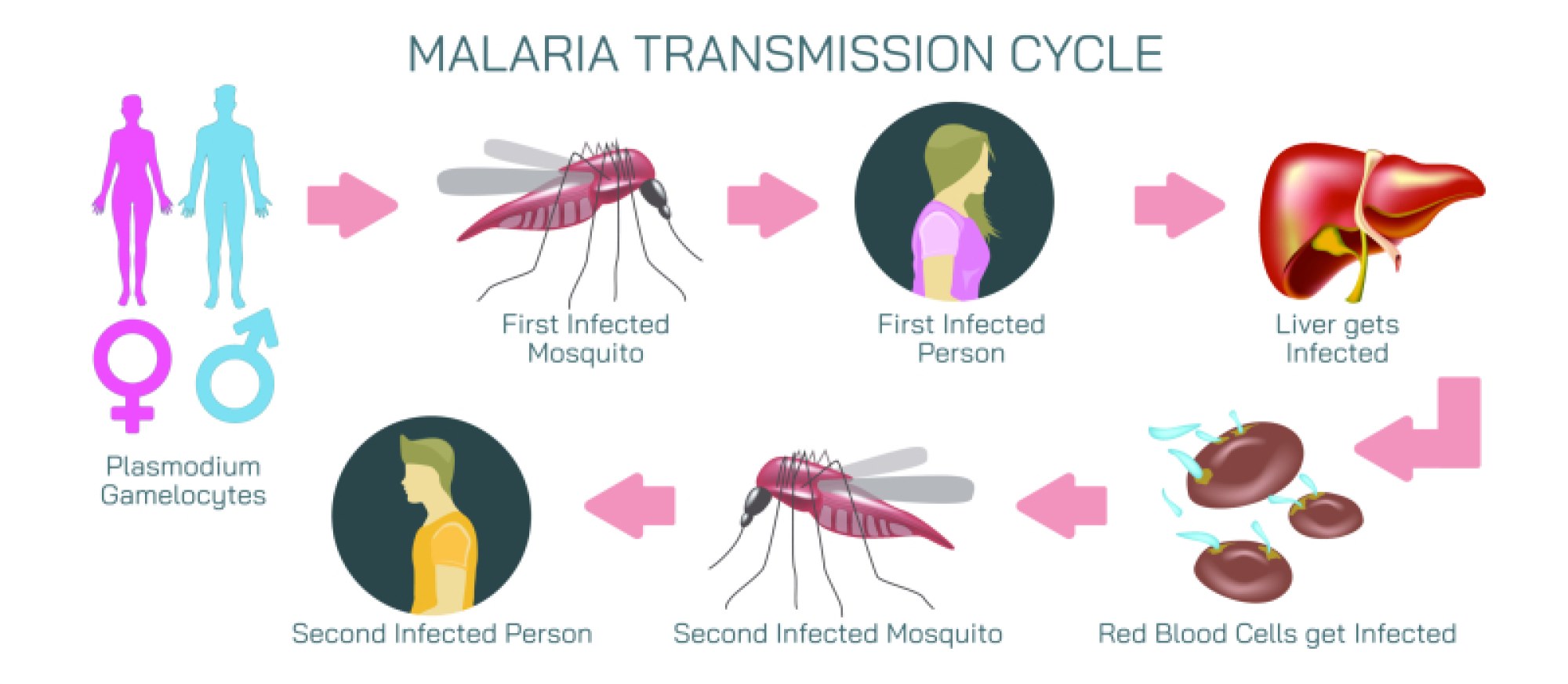 Malaria Transmission Cycle – Step-by-Step Illustration of How Malaria Spreads via Mosquitoes