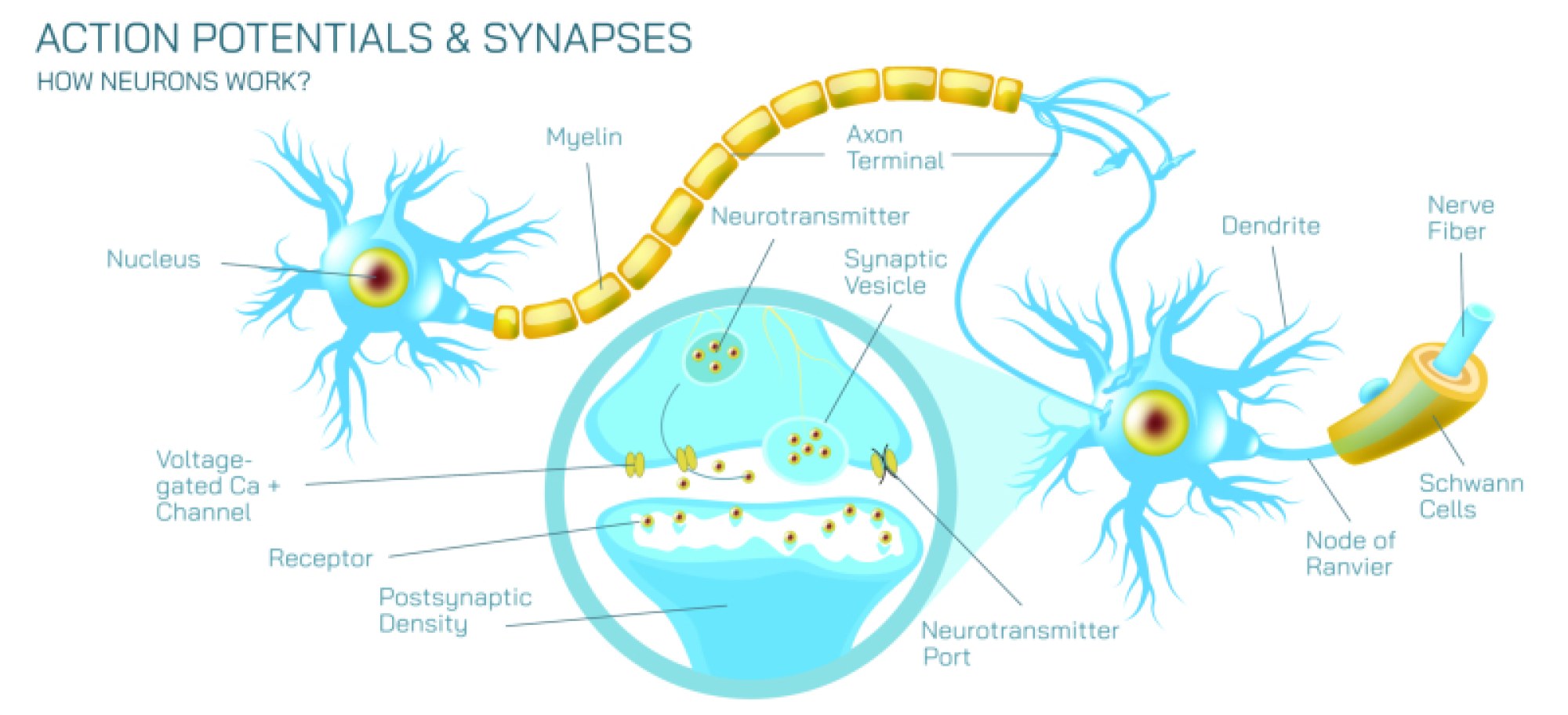 Neurotransmitters, Motor Neurons, and Synapses – How Nerve Signals Travel for Brain, Muscle, and Nervous System Function