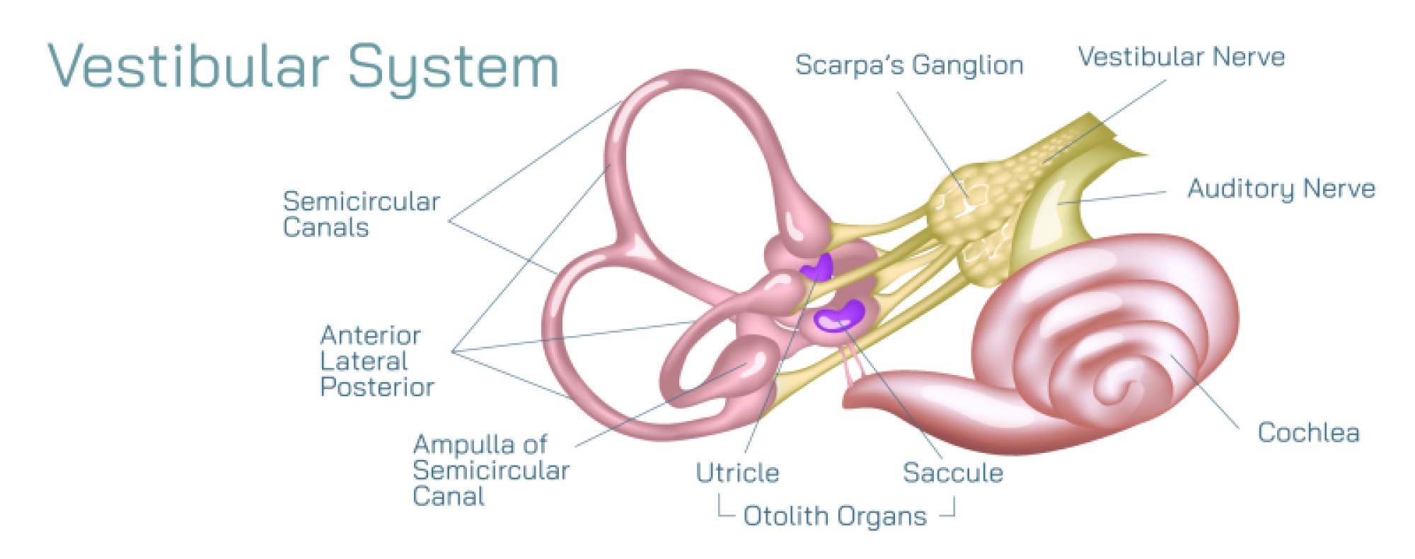 Peripheral Vestibular – Understanding Inner Ear Balance System, Disorders, and Vestibular Function