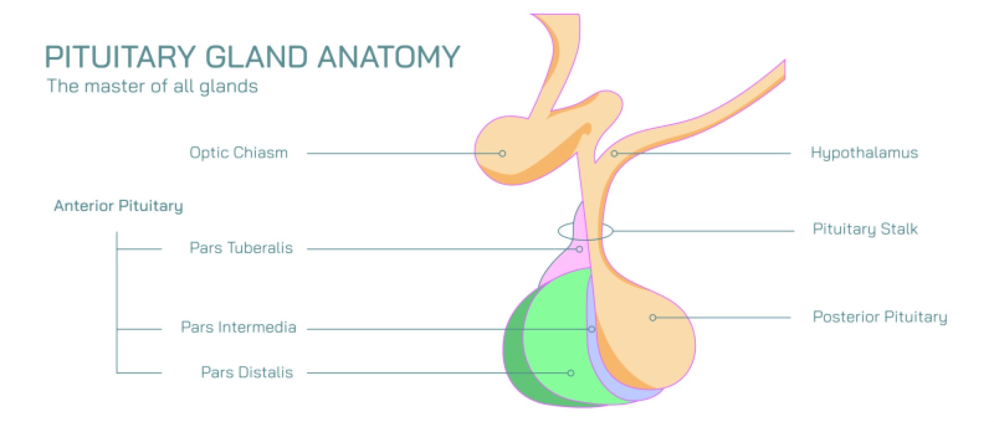 Pituitary Gland – Master Gland Controlling Hormones, Growth, and Endocrine Functions in the Human Body