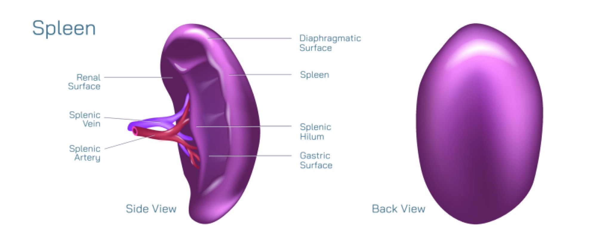 Spleen in Human Body — Anatomy, Functions, and Health Significance