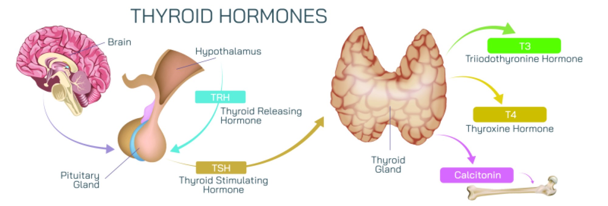 Thyroid Hormones: Comprehensive Overview of T3, T4, and Calcitonin Functions, Regulation, and Their Role in Metabolism and Growth