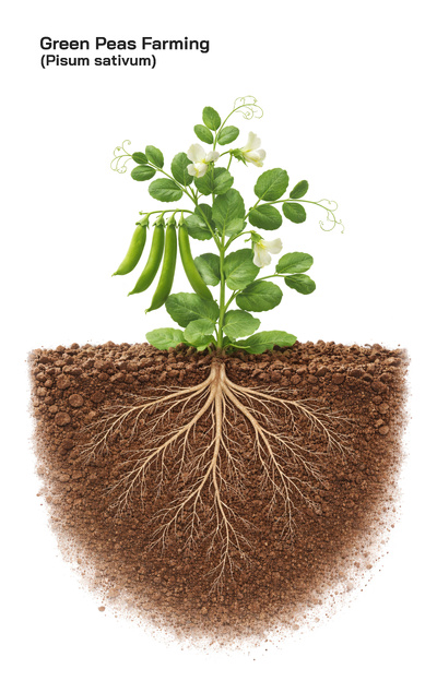Green Peas or Pisum sativum Farming Step by Step: Soil Preparation, Irrigation, Climate Needs, and Global Growing Regions