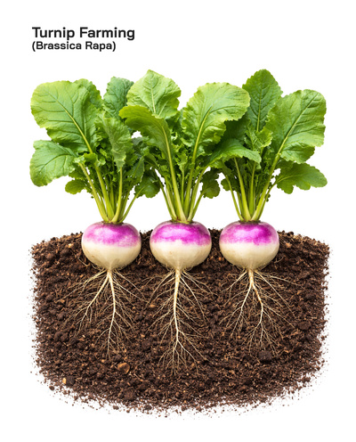 Turnip Brassica rapa Farming Step by Step: Soil, Irrigation, Fertilizer, Climate, and Global Growing Regions