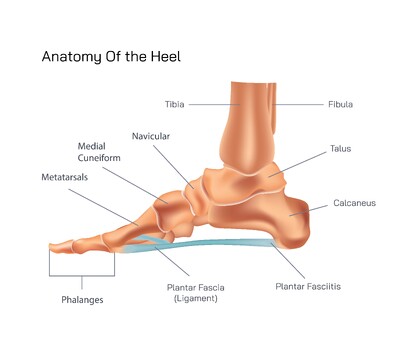 Structure of the Heel and Human Foot: Anatomy, Functions, and Biomechanics Explained