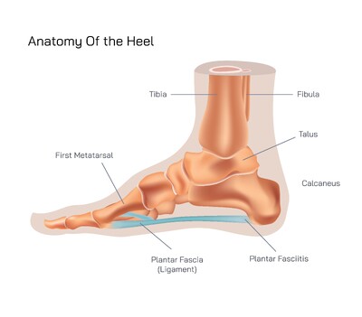 Anatomy of the Heel Explained: Structure, Bones, Muscles, Tendons and Functions Supporting Human Movement and Balance