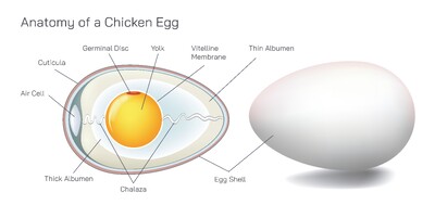 Anatomy of a Chicken Egg: Shell, Membranes, Albumen, Yolk, Chalazae and Their Biological Functions Explained