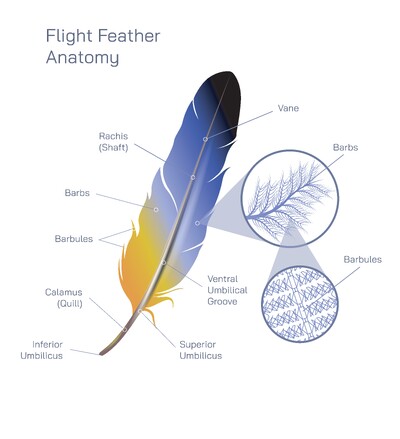 Flight Feather Anatomy Explained: Structure, Parts, Functions, Barb and Barbule System Supporting Aerodynamics and Avian Flight